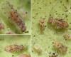 Ectopsocus petersi